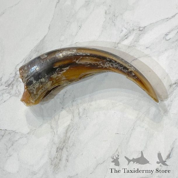 Grizzly Bear Claw For Sale #24884 - The Taxidermy Store