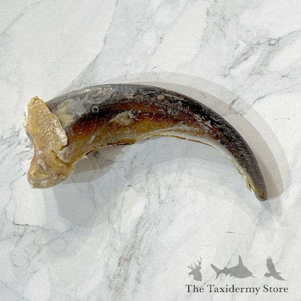 Grizzly Bear Claw For Sale #24885 - The Taxidermy Store