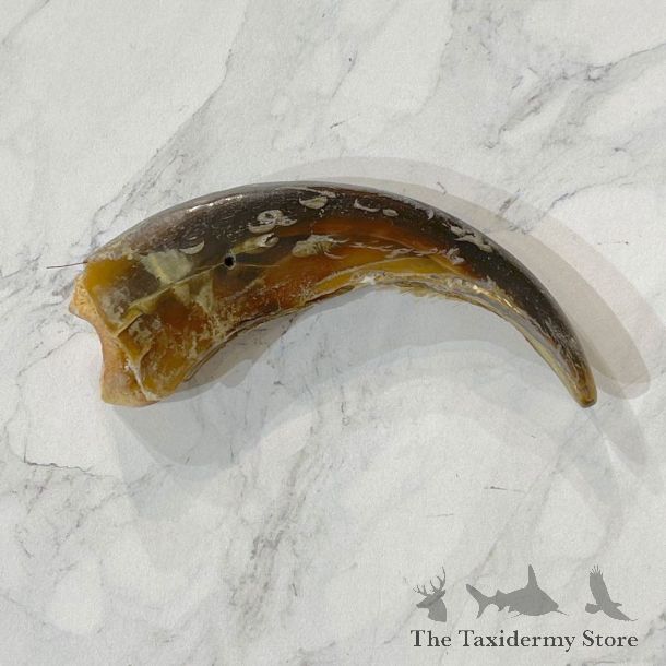 Grizzly Bear Claw For Sale #24886 - The Taxidermy Store