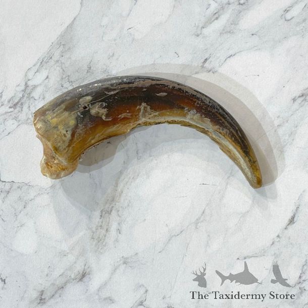 Grizzly Bear Claw For Sale #24887 - The Taxidermy Store