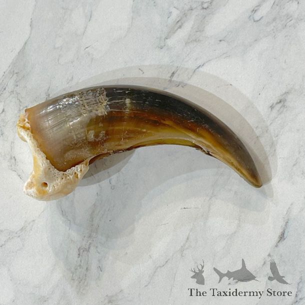Grizzly Bear Claw For Sale #24897 - The Taxidermy Store