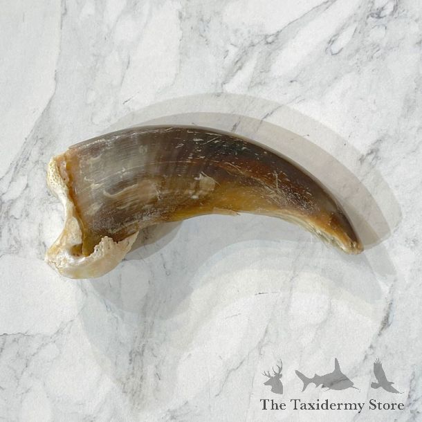 Grizzly Bear Claw For Sale #24898 - The Taxidermy Store