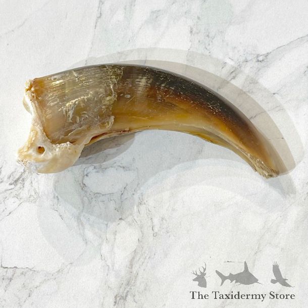 Grizzly Bear Claw For Sale #24902 - The Taxidermy Store