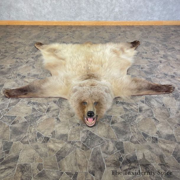Grizzly Bear Taxidermy Rug Mount For Sale #25583 @ The Taxidermy Store