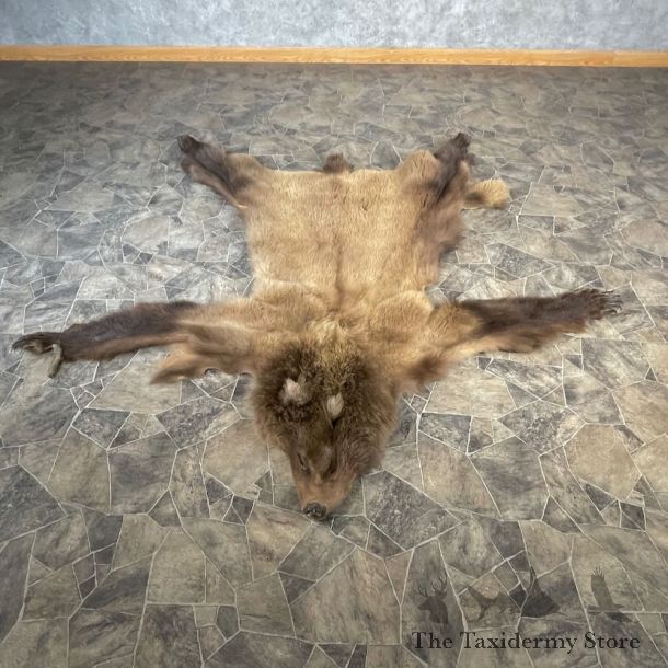Grizzly Bear Full Size Hide For Sale #27887 @ The Taxidermy Store
