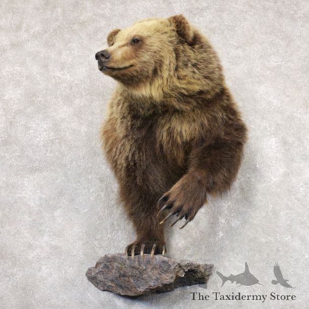 Grizzly Bear Half Life-Size Mount For Sale #22347 @ The Taxidermy Store