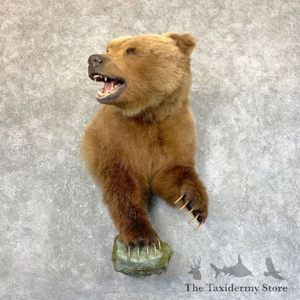 Grizzly Bear Half Life-Size Mount For Sale #23734 @ The Taxidermy Store