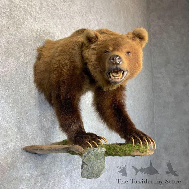 Grizzly Bear Half Life-Size Mount For Sale #23760 @ The Taxidermy Store