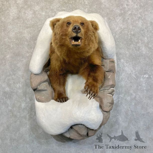 Grizzly Bear Half Life-Size Mount For Sale #24230 @ The Taxidermy Store