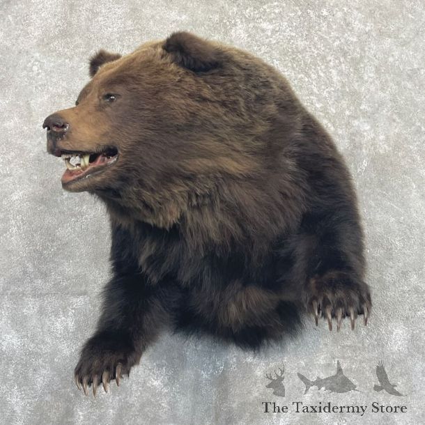Grizzly Bear Half Life-Size Mount For Sale #27656 @ The Taxidermy Store