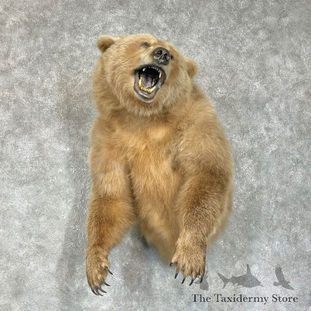 Grizzly Bear Half Life-Size Mount For Sale #25690 @ The Taxidermy Store