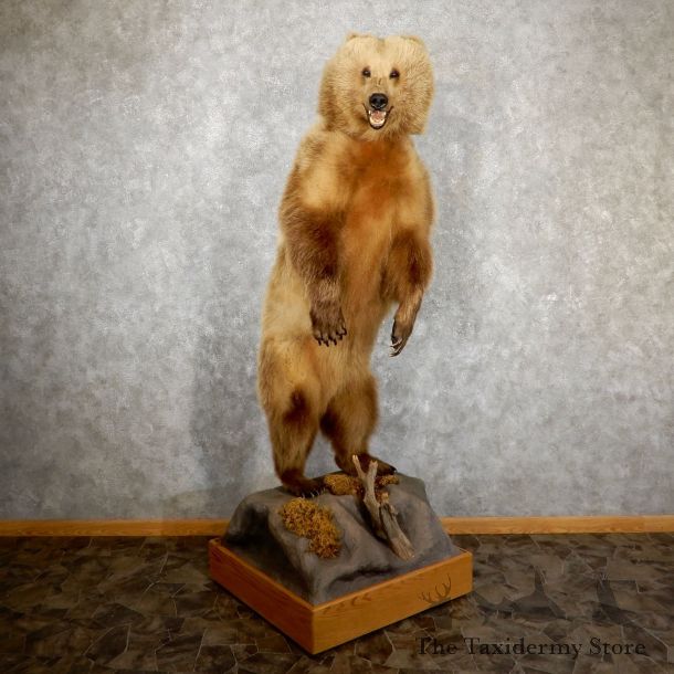 Grizzly Bear Life-Size Mount For Sale #19520 @ The Taxidermy Store