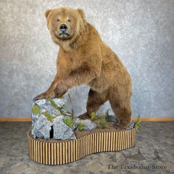 Grizzly Bear Life-Size Mount For Sale #24270 @ The Taxidermy Store