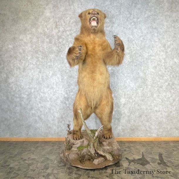 Grizzly Bear Life-Size Mount For Sale #26745 @ The Taxidermy Store
