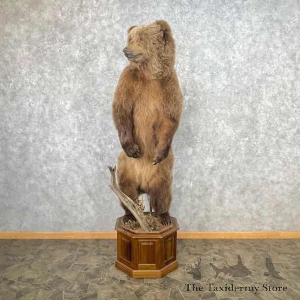 Grizzly Bear Life-Size Mount For Sale #26750 @ The Taxidermy Store