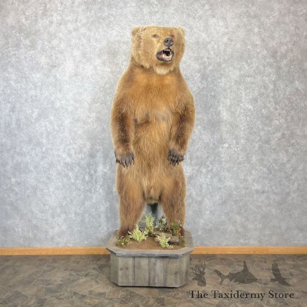Grizzly Bear Life-Size Mount For Sale #27131 @ The Taxidermy Store