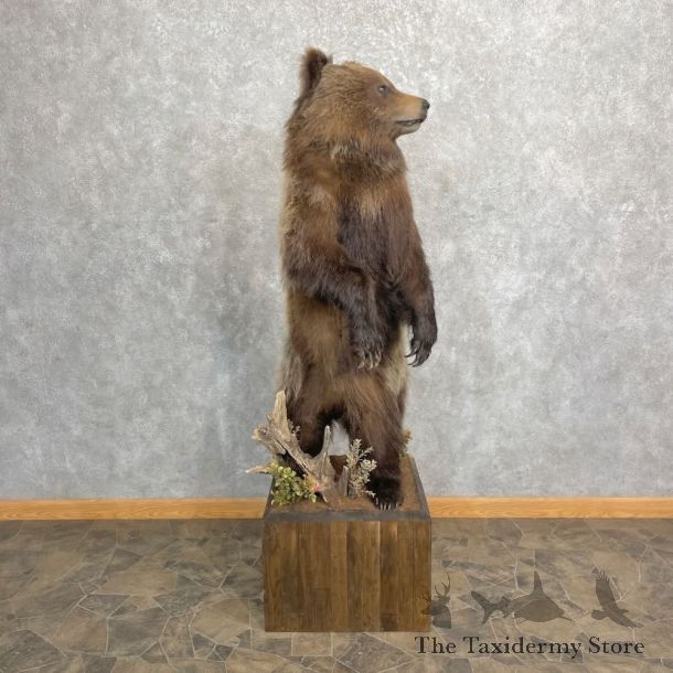 Grizzly Bear Life-Size Mount For Sale #27349 @ The Taxidermy Store