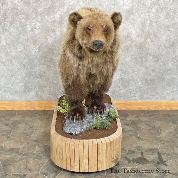 Grizzly Bear Life-Size Mount For Sale #27649 @ The Taxidermy Store