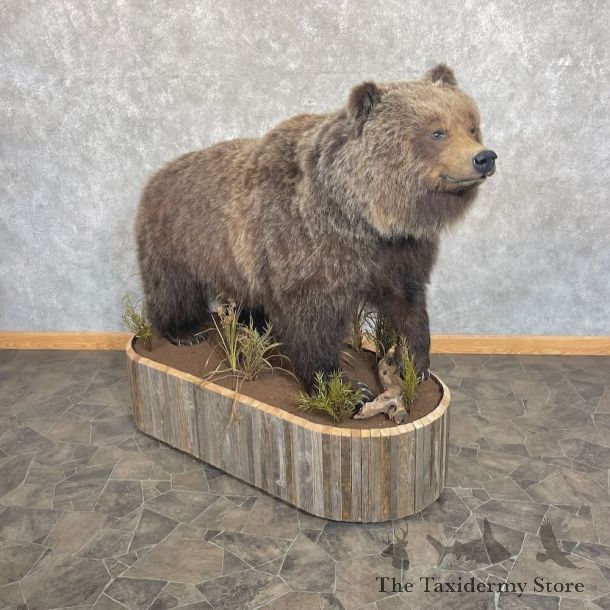 Grizzly Bear Life-Size Mount For Sale #27667 @ The Taxidermy Store