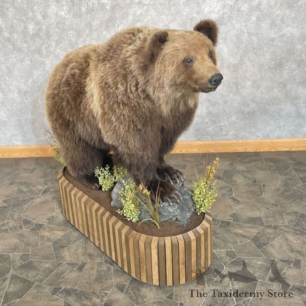 Grizzly Bear Life-Size Mount For Sale #27727 @ The Taxidermy Store