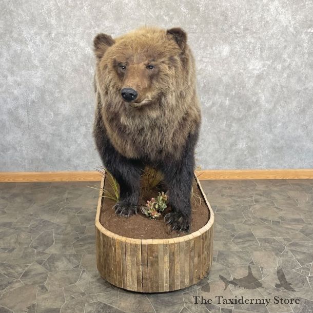 Grizzly Bear Life-Size Mount For Sale #27731 @ The Taxidermy Store