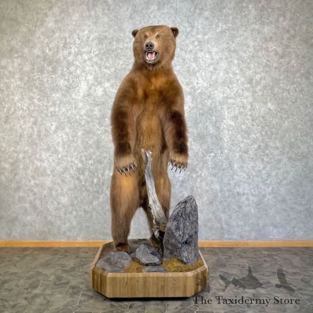 Grizzly Bear Life-Size Mount For Sale #28575 @ The Taxidermy Store