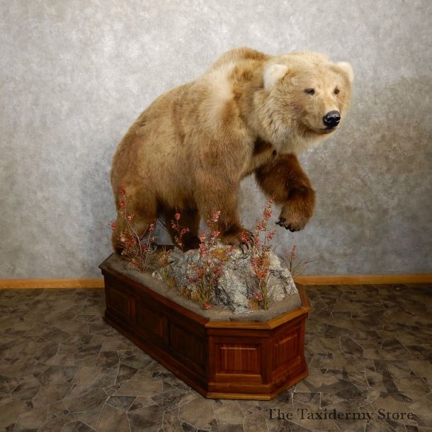 Brown Bear Life-Size Mount #19914 For Sale @ The Taxidermy Store