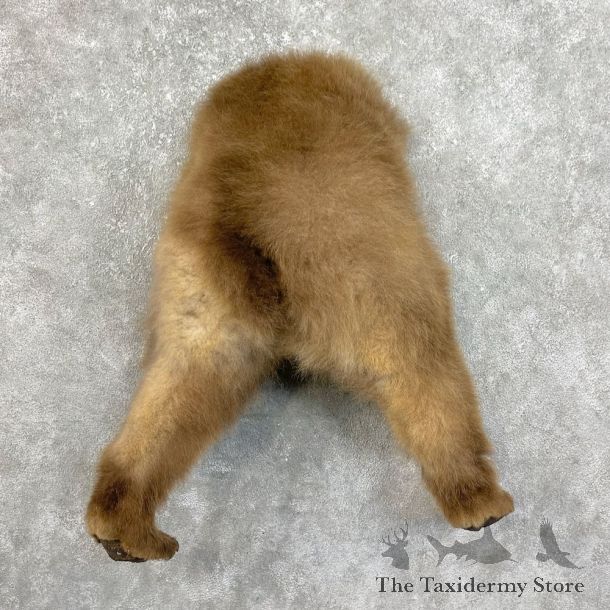 Grizzly Bear Novelty Butt Mount For Sale #25835 @ The Taxidermy Store