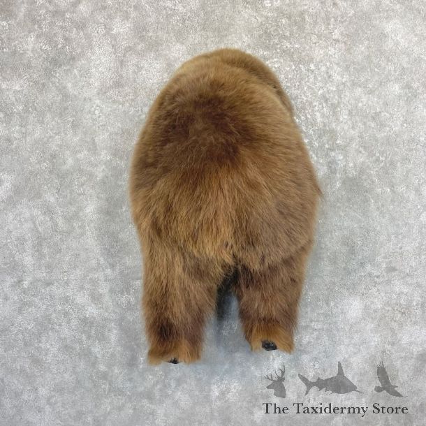 Grizzly Bear Novelty Butt Mount For Sale #27635 @ The Taxidermy Store