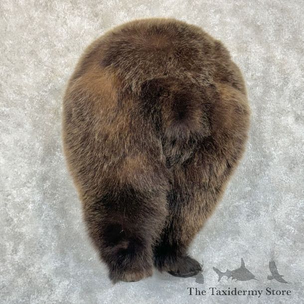 Grizzly Bear Novelty Butt Mount For Sale #28850 @ The Taxidermy Store