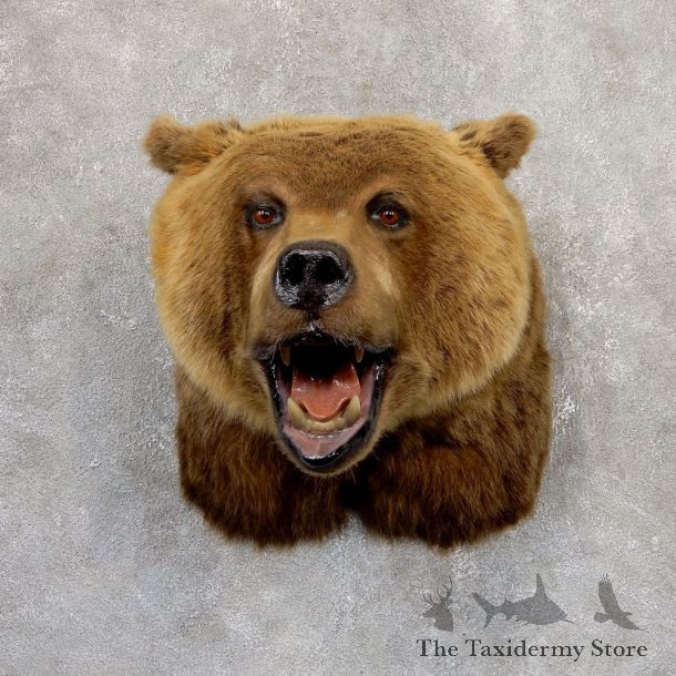 Grizzly Bear Shoulder Mount For Sale #18984 @ The Taxidermy Store