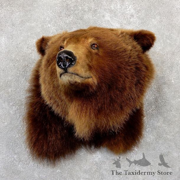 Grizzly Bear Shoulder Mount For Sale #19341 @ The Taxidermy Store