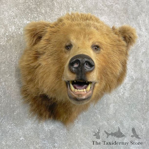 Grizzly Bear Shoulder Mount For Sale #24244 @ The Taxidermy Store