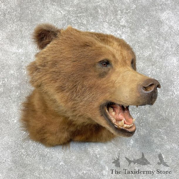 Grizzly Bear Shoulder Mount For Sale #25787 @ The Taxidermy Store
