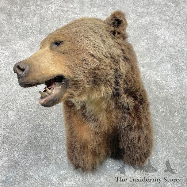 Grizzly Bear Shoulder Mount For Sale #26262 @ The Taxidermy Store