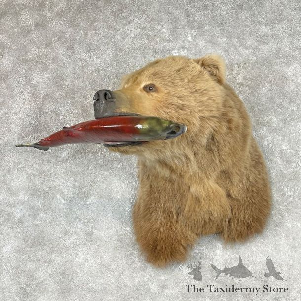 Grizzly Bear Shoulder Mount For Sale #26771 @ The Taxidermy Store