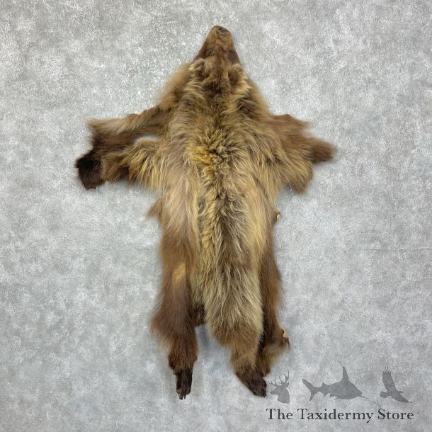 Grizzly Bear Tanned Hide For Sale #25247 @ The Taxidermy Store