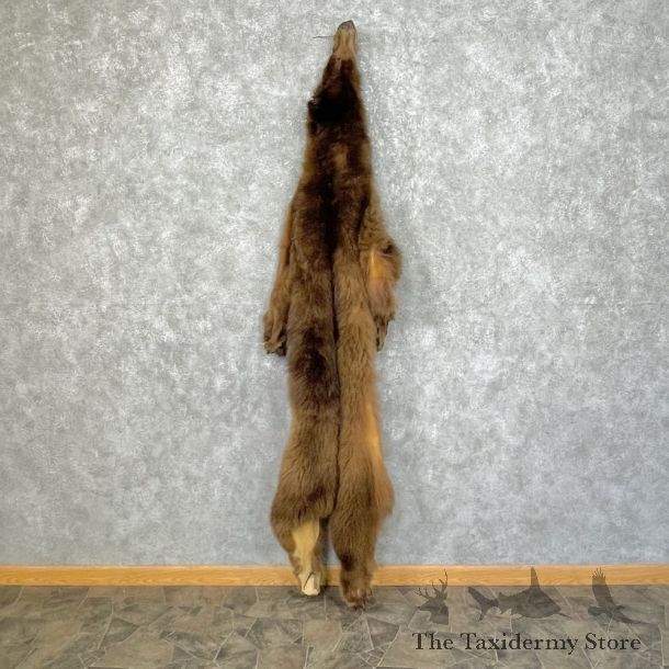 Grizzly Bear Tanned Hide For Sale #25344 @ The Taxidermy Store