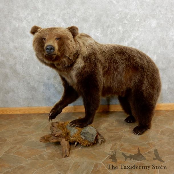 Grizzly Bear Life-Size Mount For Sale #17641 @ The Taxidermy Store