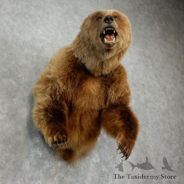 Grizzly Bear 1/2-Life-Size Mount For Sale #17510 @ The Taxidermy Store