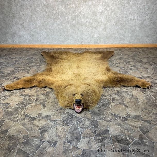 Grizzly Bear Taxidermy Rug Mount For Sale #21185 @ The Taxidermy Store
