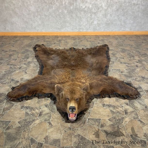 Grizzly Bear Taxidermy Rug Mount For Sale #22692 @ The Taxidermy Store