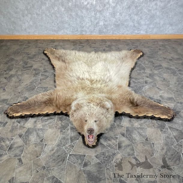 Grizzly Bear Taxidermy Rug Mount For Sale #26303 @ The Taxidermy Store