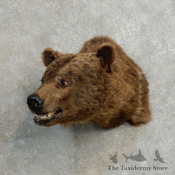 Grizzly Bear Shoulder Mount For Sale #17172 @ The Taxidermy Store