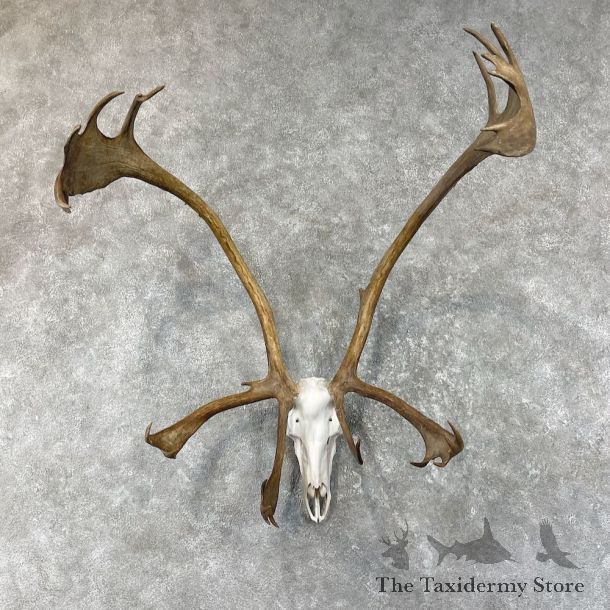 Ground Barren Caribou Skull & Horn Mount For Sale #26175 @ The Taxidermy Store