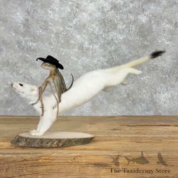 Ermine Life-Size Taxidermy Mount For Sale #25515 - The Taxidermy Store