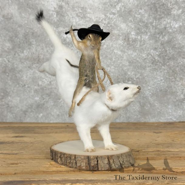 Ermine Life-Size Taxidermy Mount For Sale #25515 - The Taxidermy Store