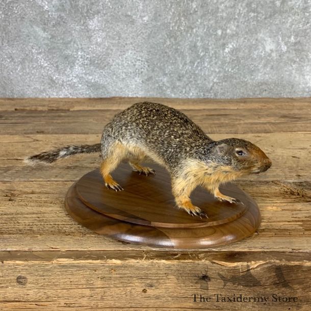 Richardson's Ground Squirrel Mount For Sale #21123 @ The Taxidermy Store