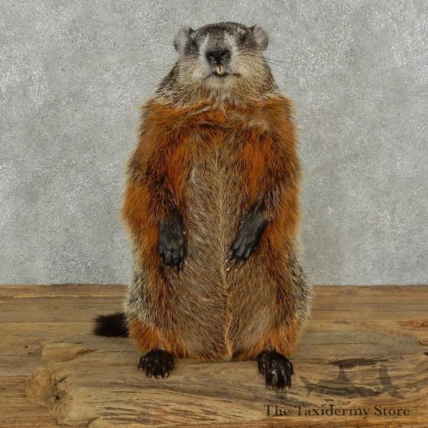 Groundhog Life-Size Mount For Sale #16842 @ The Taxidermy Store