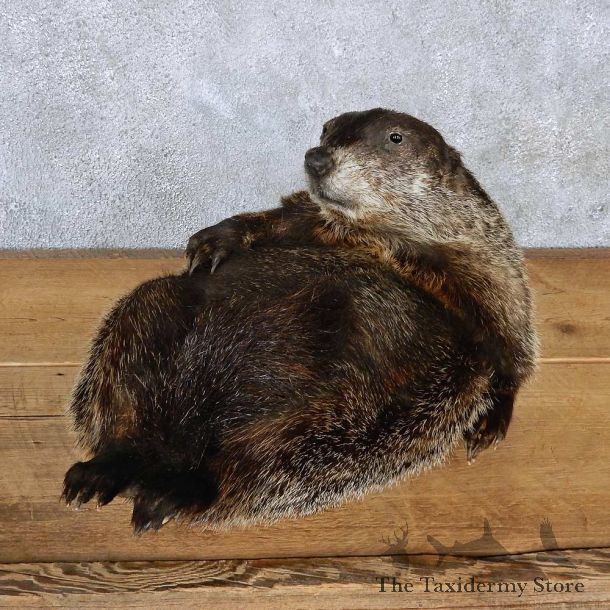 Groundhog Laying Life-Size Taxidermy Mount #13177 For Sale @ The Taxidermy Store